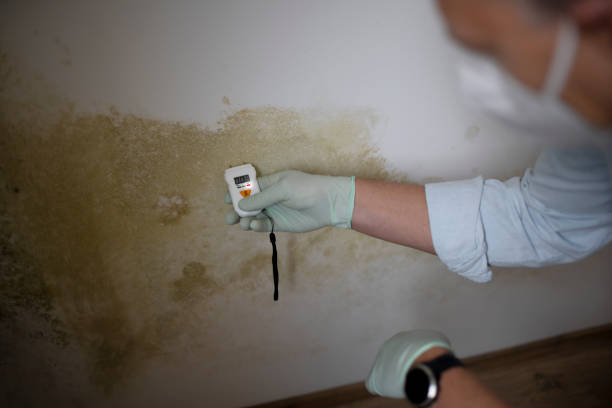 Certified Mold Removal in Pike Road, AL